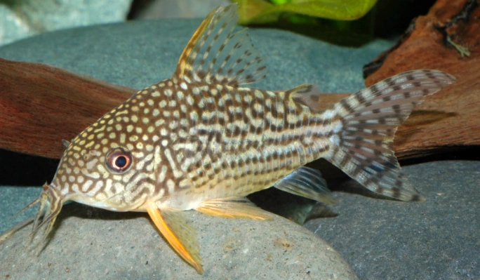 Panzerwelse - Corydoras